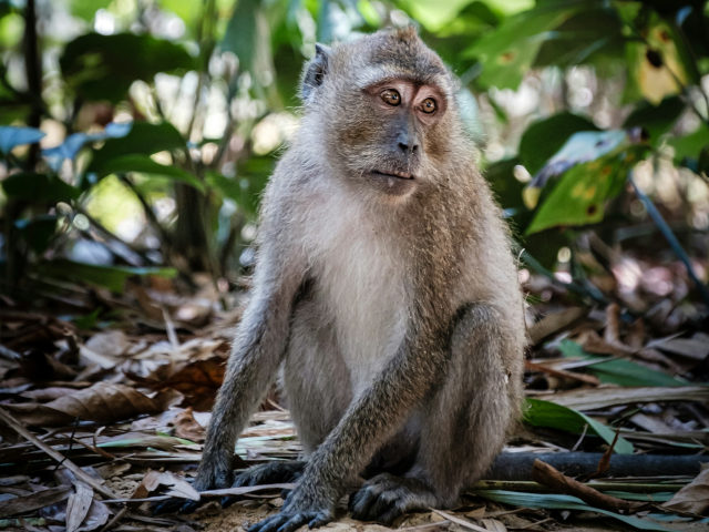A APE photo