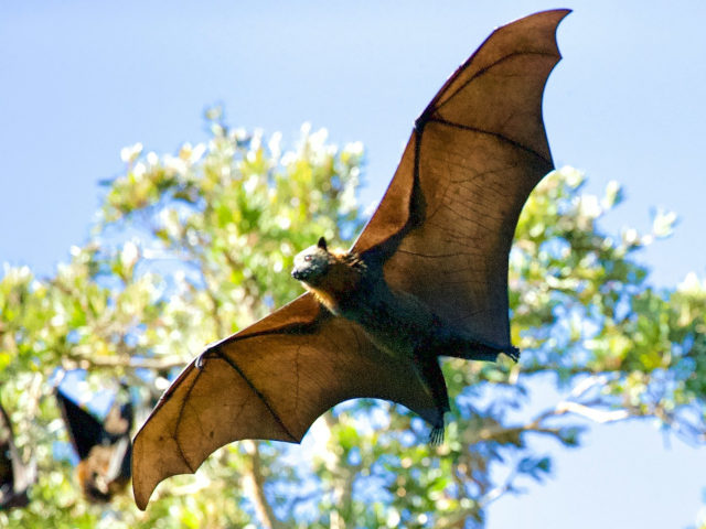 A BAT photo