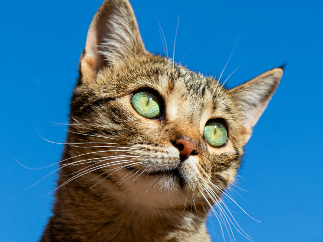 A CAT photo