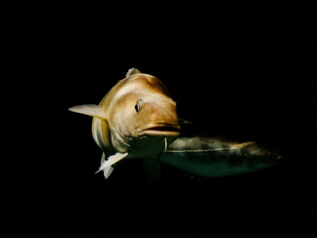A COD photo