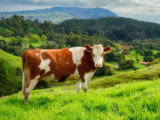 A COW photo