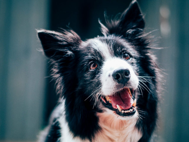 A DOG photo