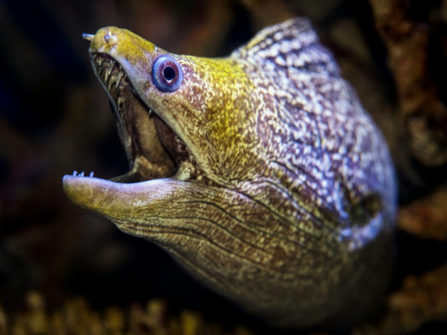 A EEL photo