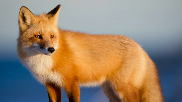 Photo of a fox, representing animal themed number plates