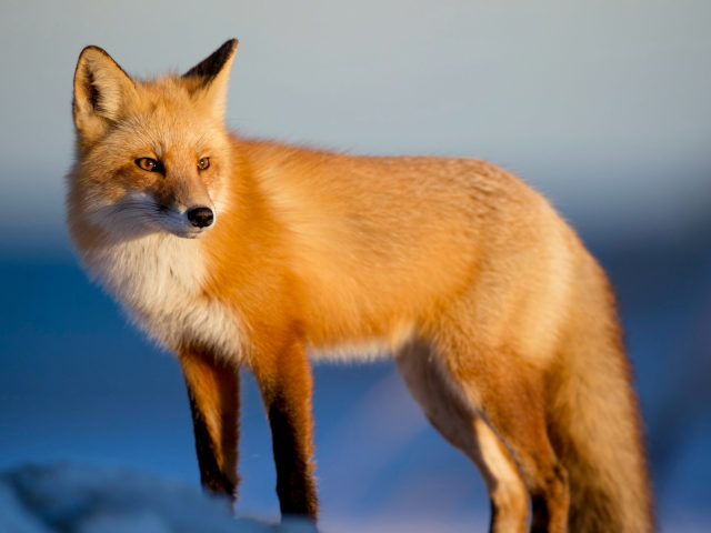 A FOX photo