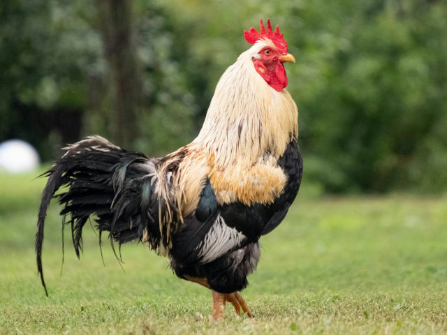 A HEN photo