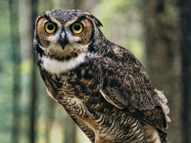 A OWL photo