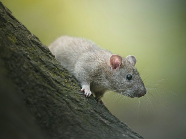A RAT photo