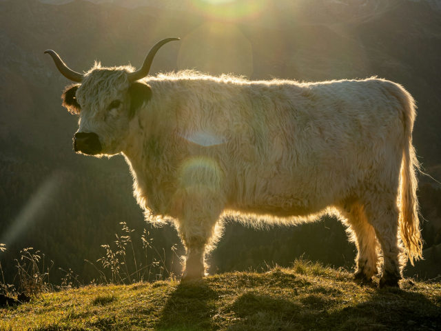 A YAK photo
